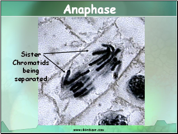 Anaphase