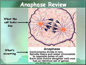 Anaphase Review