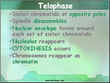 Telophase