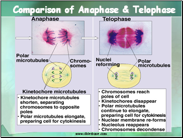 Comparison of Anaphase & Telophase