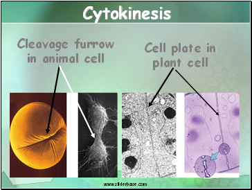 Cytokinesis