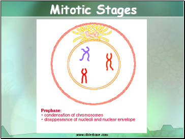 Mitotic Stages