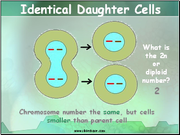 Identical Daughter Cells