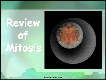 Review of Mitosis