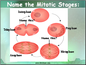 Interphase