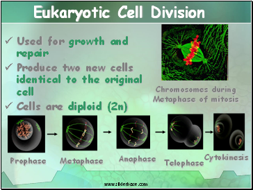 Eukaryotic Cell Division