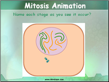 Mitosis Animation