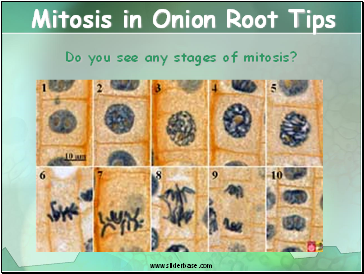 Mitosis in Onion Root Tips