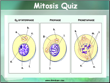 Mitosis Quiz