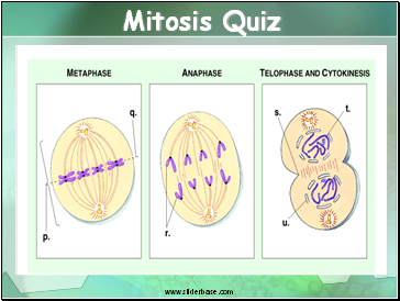 Mitosis Quiz