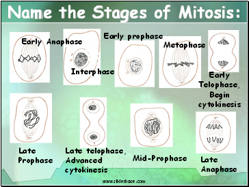 Name the Stages of Mitosis: