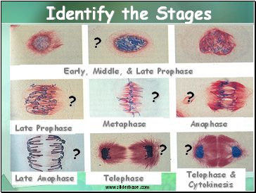 Identify the Stages