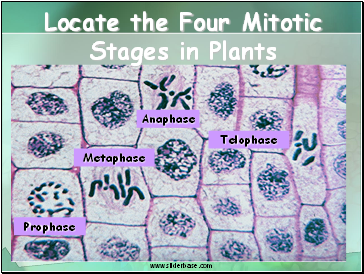 Locate the Four Mitotic Stages in Plants