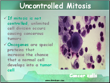 Uncontrolled Mitosis