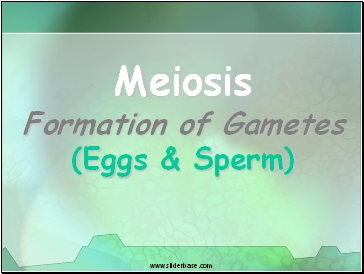 Meiosis Formation of Gametes (Eggs & Sperm)