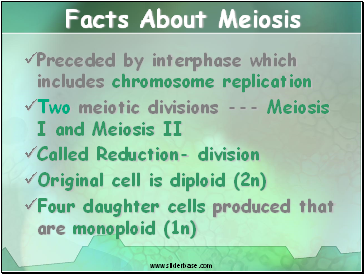 Facts About Meiosis