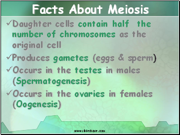 Facts About Meiosis