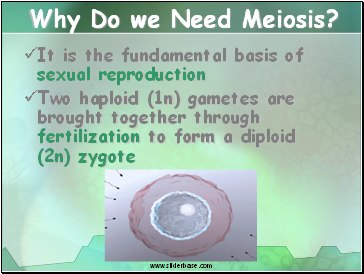 Why Do we Need Meiosis?