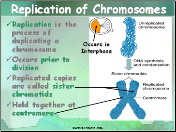 Replication of Chromosomes