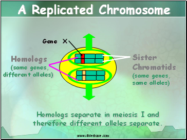 A Replicated Chromosome