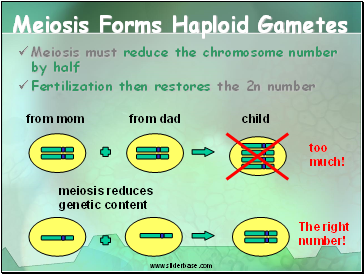 Meiosis Forms Haploid Gametes