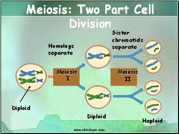 Meiosis: Two Part Cell Division