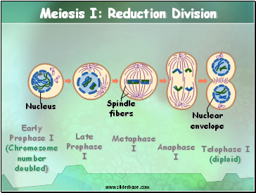 Meiosis I: Reduction Division