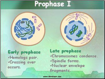 Prophase I