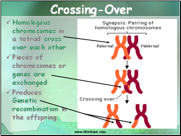 Crossing-Over