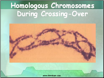 Homologous Chromosomes During Crossing-Over