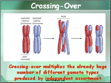 Crossing-over multiplies the already huge number of different gamete types produced by independent assortment