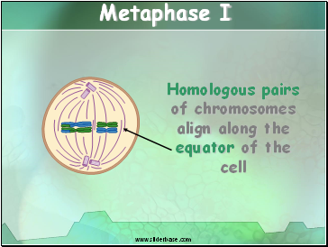 Metaphase I