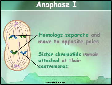 Anaphase I