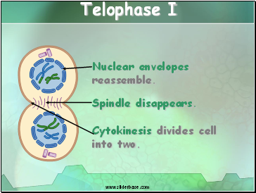 Telophase I