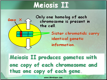 Meiosis II