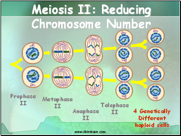 Meiosis II: Reducing Chromosome Number