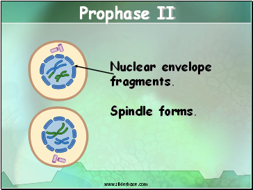 Prophase II