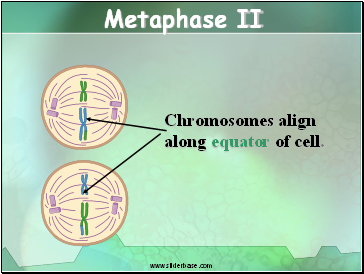 Metaphase II