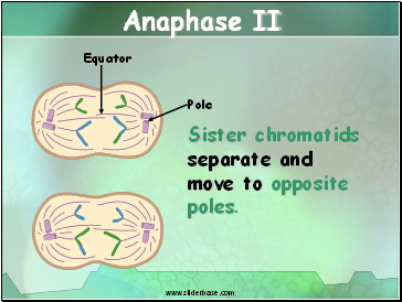 Anaphase II