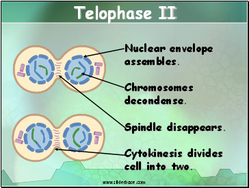 Telophase II