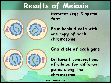 Results of Meiosis