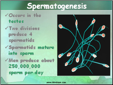 Spermatogenesis