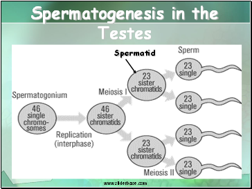 Spermatogenesis in the Testes