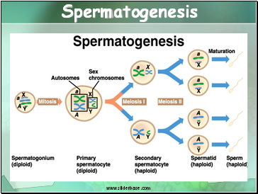 Spermatogenesis