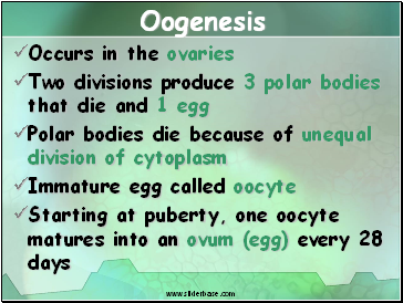 Oogenesis