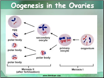 Oogenesis in the Ovaries
