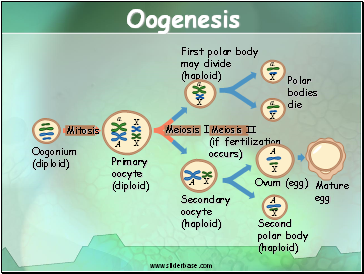 Oogenesis