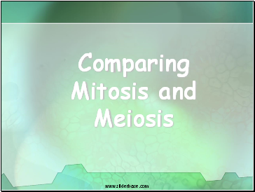 Comparing Mitosis and Meiosis