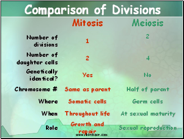 Comparison of Divisions