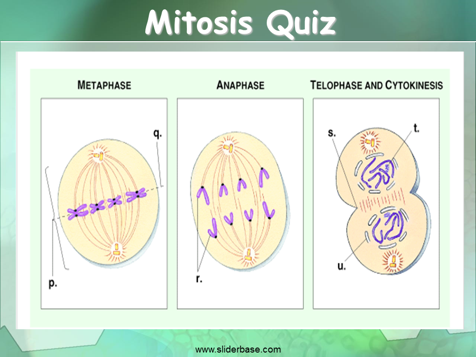 Test Yourself over Mitosis. 